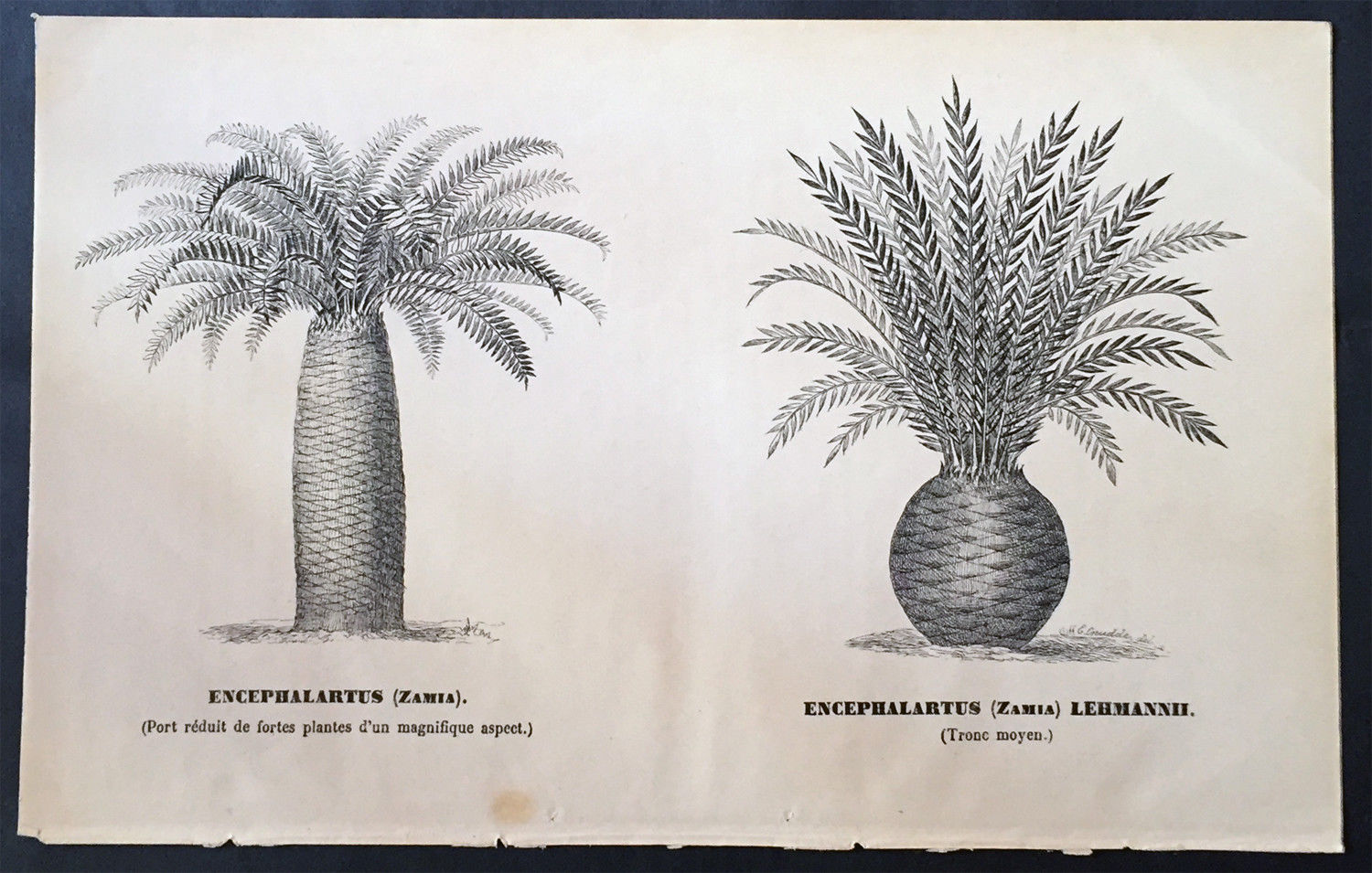 Image from https://www.ebay.com/itm/1880-Edwin-Cruddle-Original-Antique-Print-of-Cycad-Plants-or-Bread-Trees-Palms-/372485935275
