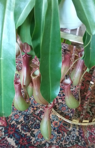 An even bigger pitcher plant!